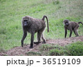 ケニアの猿（ヒヒ） 36519109
