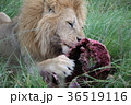 食事中の野生ライオン 36519116