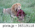 食事中の野生ライオン 36519118