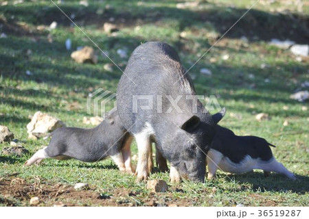 Pig with its piglets Pig with its piglets 36519287