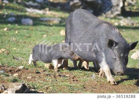 Pig with its piglets Pig with its piglets 36519288