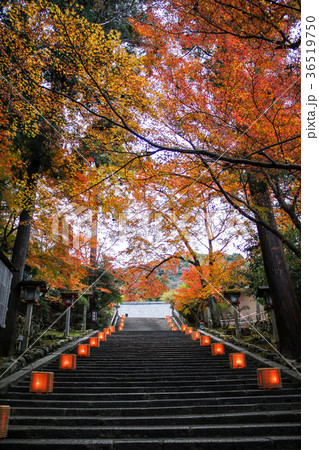 虚空蔵法輪寺、参道石段の紅葉 虚空蔵法輪寺、参道石段の紅葉 36519750