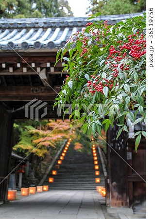 虚空蔵法輪寺の山門と石段に南天の赤い実 虚空蔵法輪寺の山門と石段に南天の赤い実 36519756
