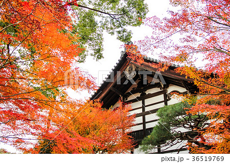 龍安寺、庫裡と紅葉 龍安寺、庫裡と紅葉 36519769