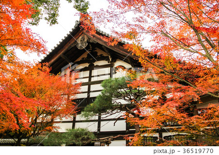 龍安寺、庫裡と紅葉 龍安寺、庫裡と紅葉 36519770