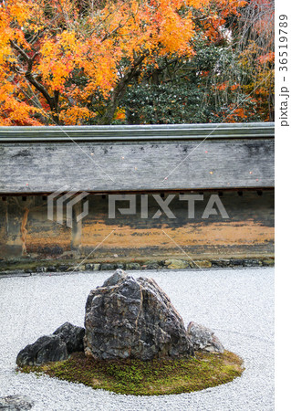 龍安寺方丈庭園、紅葉と枯山水の石肌 36519789