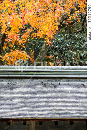 龍安寺方丈庭園、築地塀と紅葉 36519790