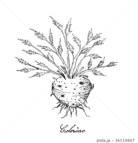 Hand Drawn of Fresh Celeriac Root with Leaves 36519807