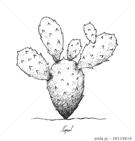 Hand Drawn of Nopal Cactus on White Background 36519819