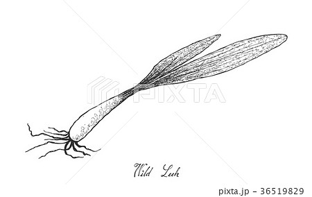 Hand Drawn of Wild Leek on White Background Hand Drawn of Wild Leek on White Background 36519829