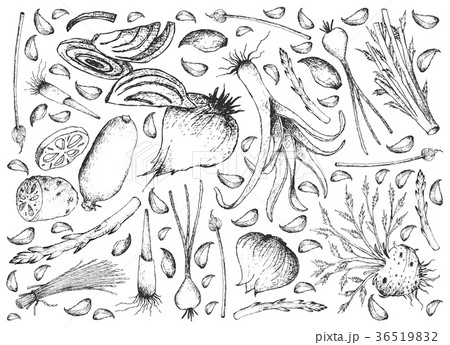 Hand Drawn of Bulb and Stem Vegetables Background 36519832
