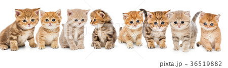 Portraits of a large group of kittens 36519882