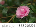 山茶花　ピンク 36520354