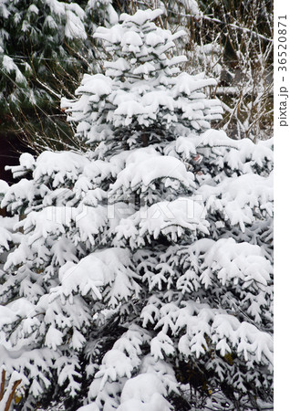 Pine tree leaves Pine tree leaves 36520871