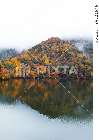 紅葉見頃 湯の湖の紅葉 湯ノ湖 の写真素材