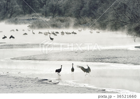 樹氷に囲まれたタンチョウのねぐら(北海道・鶴居) 樹氷に囲まれたタンチョウのねぐら(北海道・鶴居) 36521660