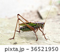 キリギリス 36521950