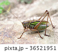 キリギリス 36521951
