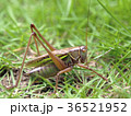 キリギリス 36521952