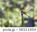 ヨツボシトンボ 36521954