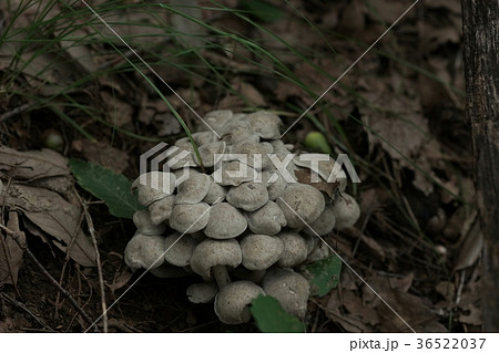 シャカシメジ シャカシメジ 36522037
