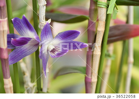デンドロビウム ビクトリア レギネ 36522058
