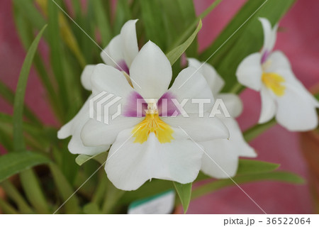 ミルトニオプシス・レズリー 36522064