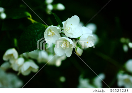 バイカウツギの白い花 バイカウツギの白い花 36522283