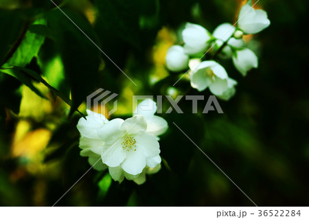 バイカウツギの白い花 バイカウツギの白い花 36522284