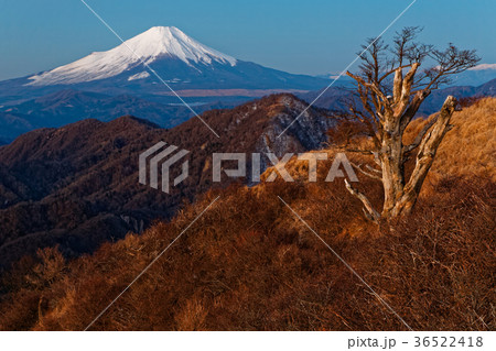 丹沢・蛭ヶ岳から見る早朝の富士山 36522418