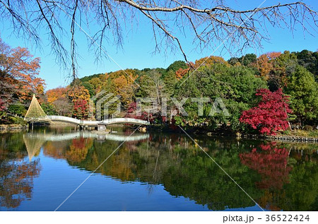 秋景色の薬師池 36522424