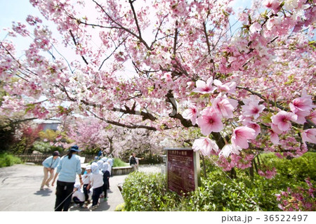 お花見の名所 阪急神戸線岡本駅 岡本南公園 笹部桜 ササベザクラ お花見の名所 阪急神戸線岡本駅 岡本南公園 笹部桜 ササベザクラ 36522497