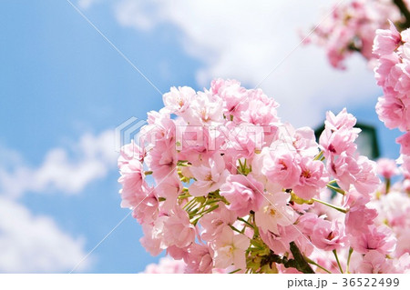 お花見の名所　阪急神戸線岡本駅　岡本南公園　笹部桜　ササベザクラ 36522499