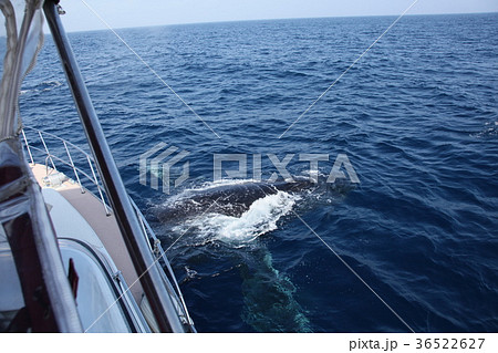 沖縄ザトウクジラ　ザトウクジラ　クジラ　ホエールウォッチング　哺乳類　クジラウォッチング　慶良間諸島 36522627