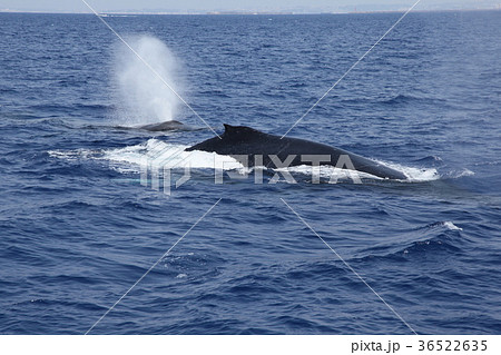 沖縄ザトウクジラ　ザトウクジラ　クジラ　ホエールウォッチング　哺乳類　クジラウォッチング　慶良間諸島 36522635