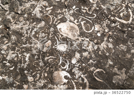 化石のテクスチャ 36522750
