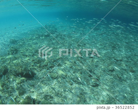 沖縄の海 水中 沖縄 慶良間諸島の海 透明度抜群 南国 夏の海 summer 海で遊ぶ 南国の海 海 沖縄の海 水中 沖縄 慶良間諸島の海 透明度抜群 南国 夏の海 summer 海で遊ぶ 南国の海 海 36522852
