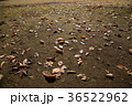 落ち葉 36522962