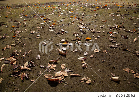 落ち葉 落ち葉 36522962