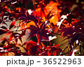 紅葉 36522963