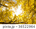 イチョウ 36522964