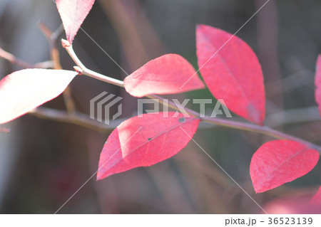 ブルーベリー　　紅葉 36523139