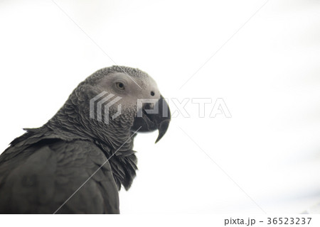 オウム 鳥 ペット コピースペース オウム 鳥 ペット コピースペース 36523237