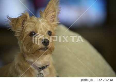 犬 小型犬 犬 小型犬 36523238