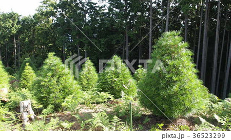 高野槙の植林 高野槙の植林 36523299