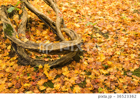 晩秋の落葉 36523362