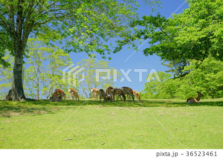 五月の奈良公園 五月の奈良公園 36523461