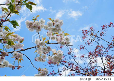 珍しい品種の桜　フゲンゾウ 36523543