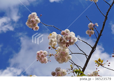珍しい品種の桜 フゲンゾウ 珍しい品種の桜 フゲンゾウ 36523579