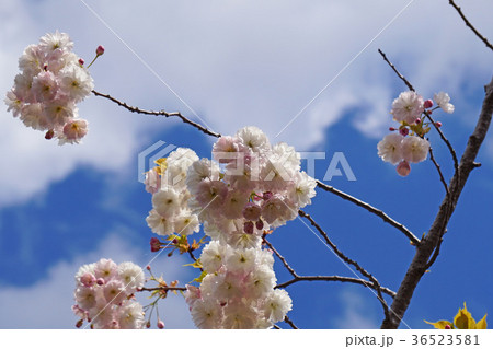 珍しい品種の桜 フゲンゾウ 珍しい品種の桜 フゲンゾウ 36523581